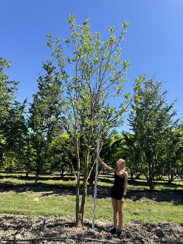 Juglans nigra