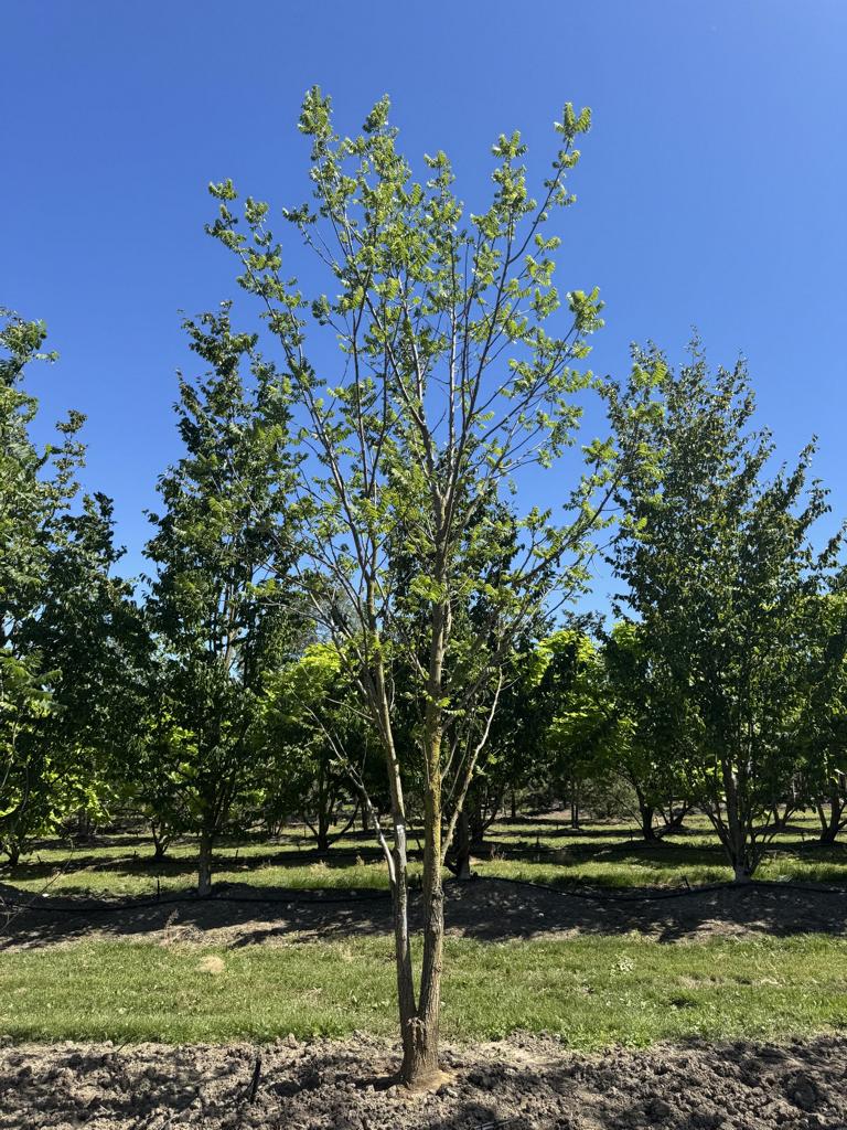 Juglans nigra