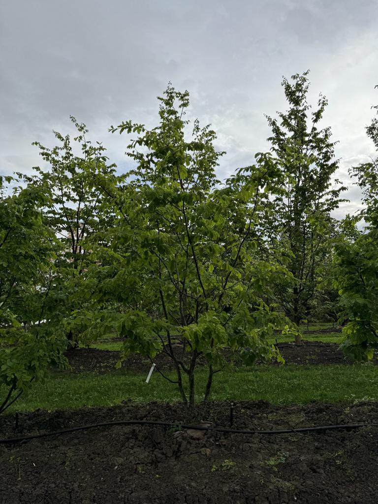 Parrotia persica Schirmform