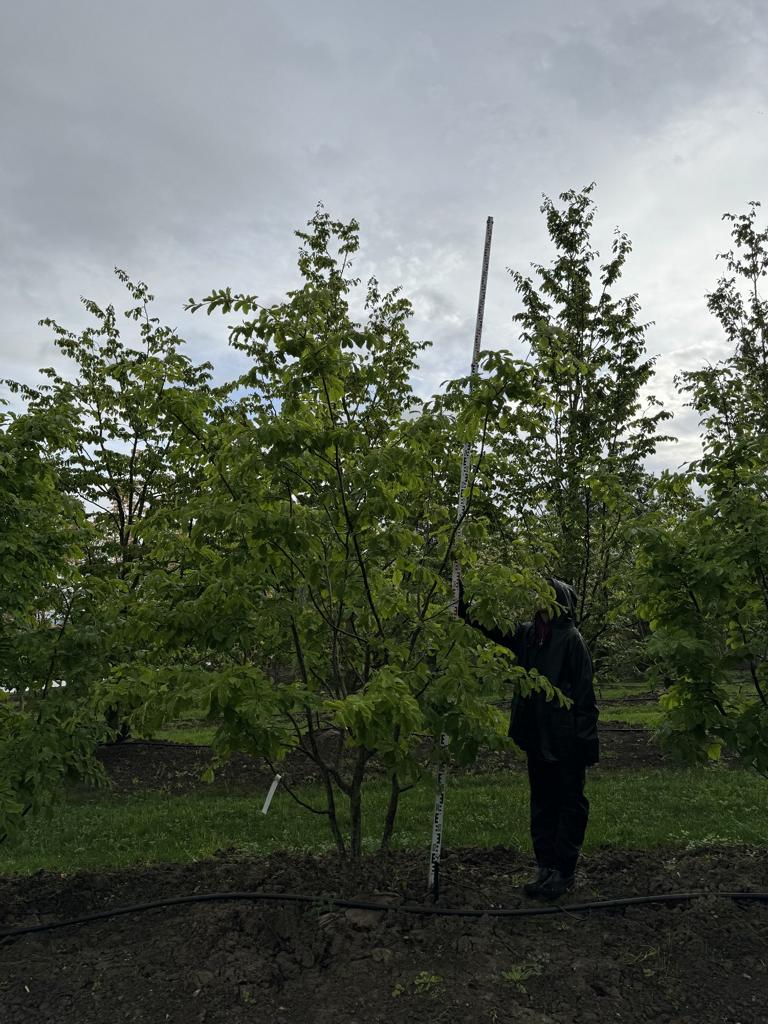Parrotia persica Schirmform