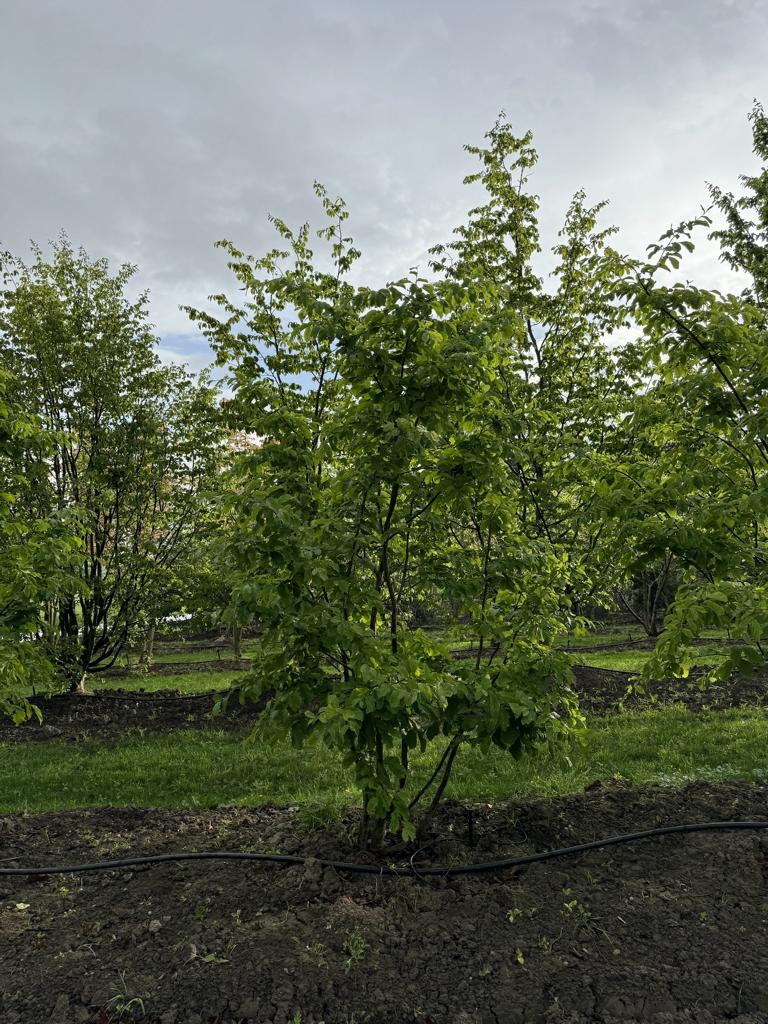 Parrotia persica Schirmform