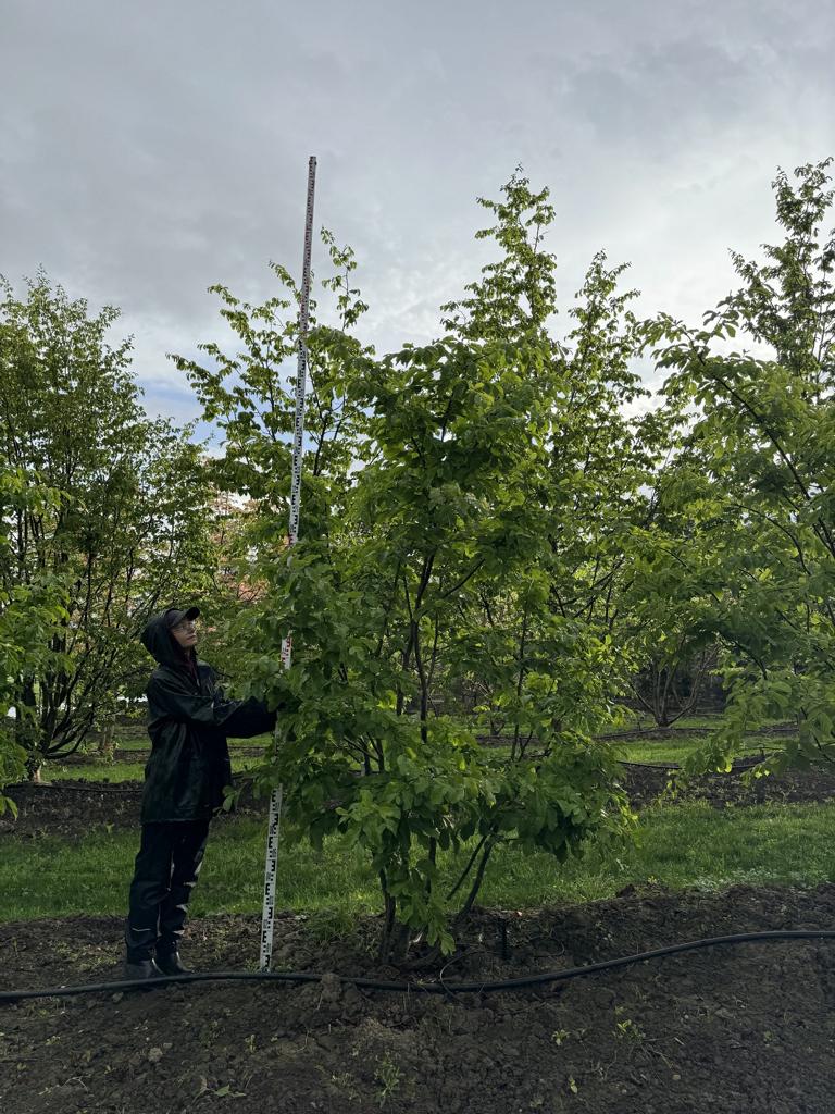 Parrotia persica Schirmform