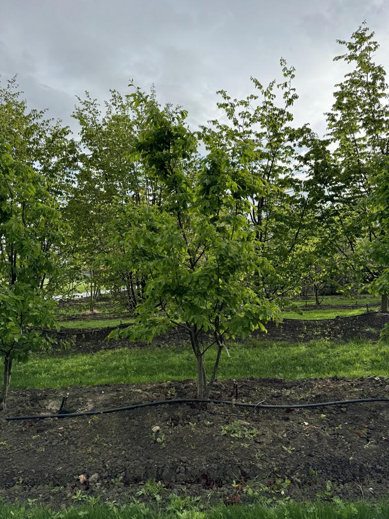 Parrotia persica Schirmform