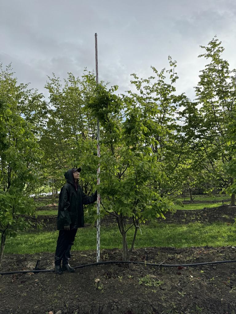 Parrotia persica Schirmform