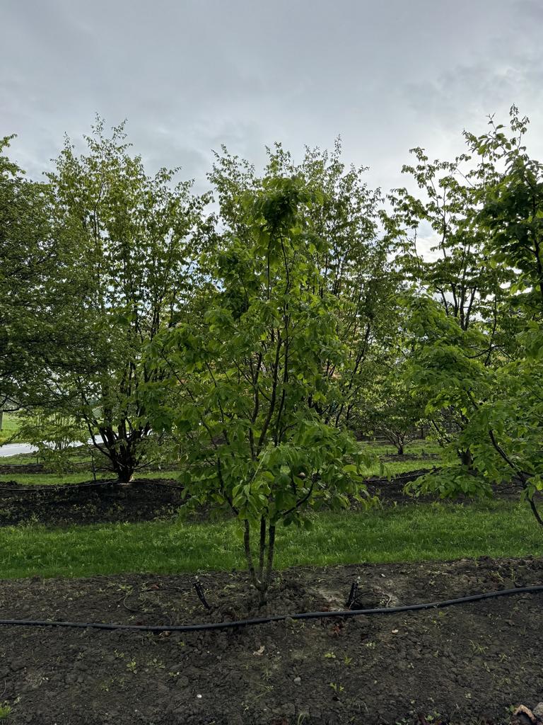 Parrotia persica Schirmform