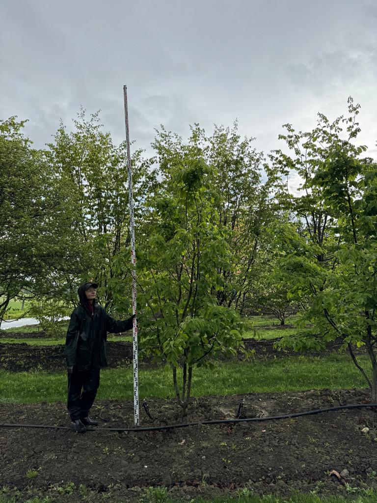 Parrotia persica Schirmform