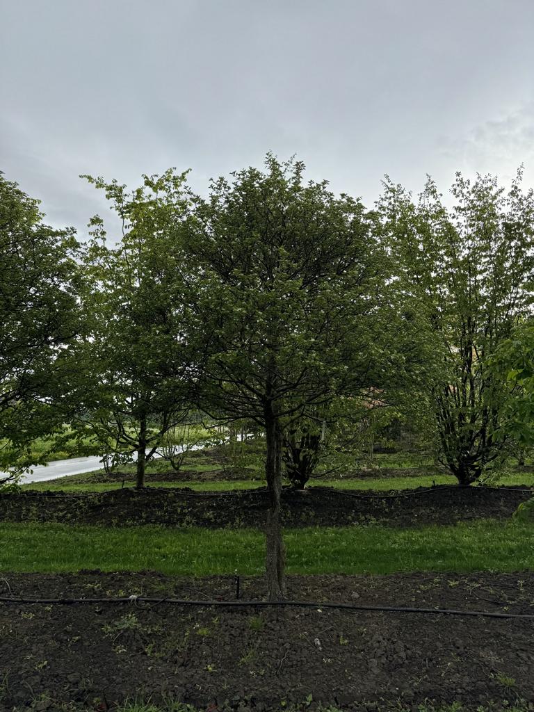 Crataegus persimilis (x) Schirmform