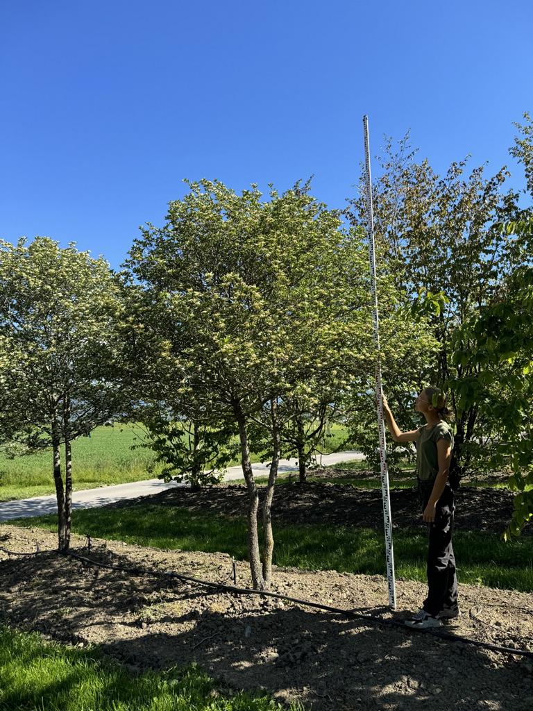 Crataegus persimilis (x) Schirmform