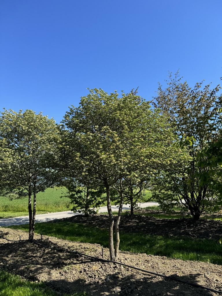 Crataegus persimilis (x) Schirmform
