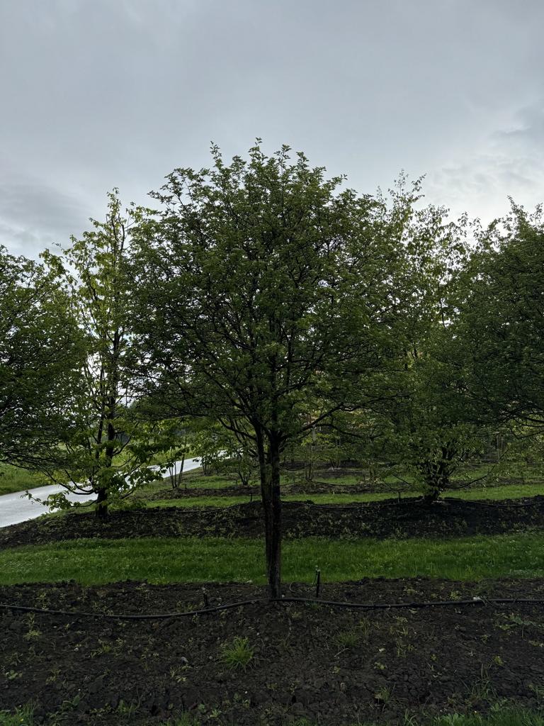 Crataegus persimilis (x) Schirmform