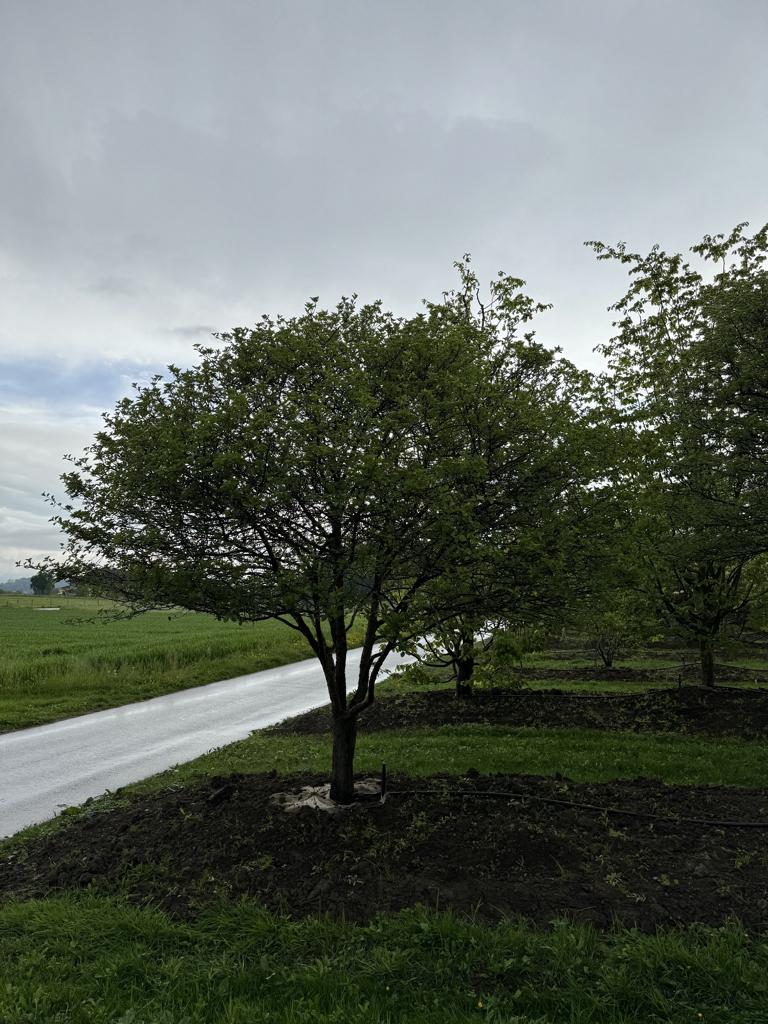 Crataegus persimilis (x) Schirmform