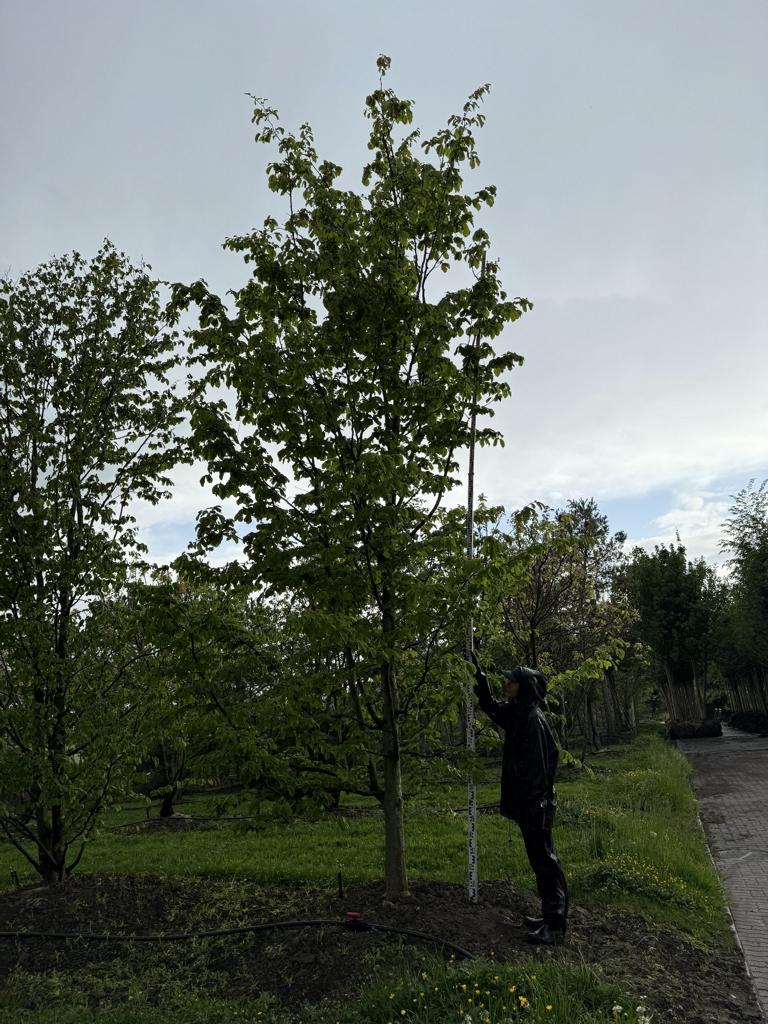 Parrotia persica 'Vanessa'