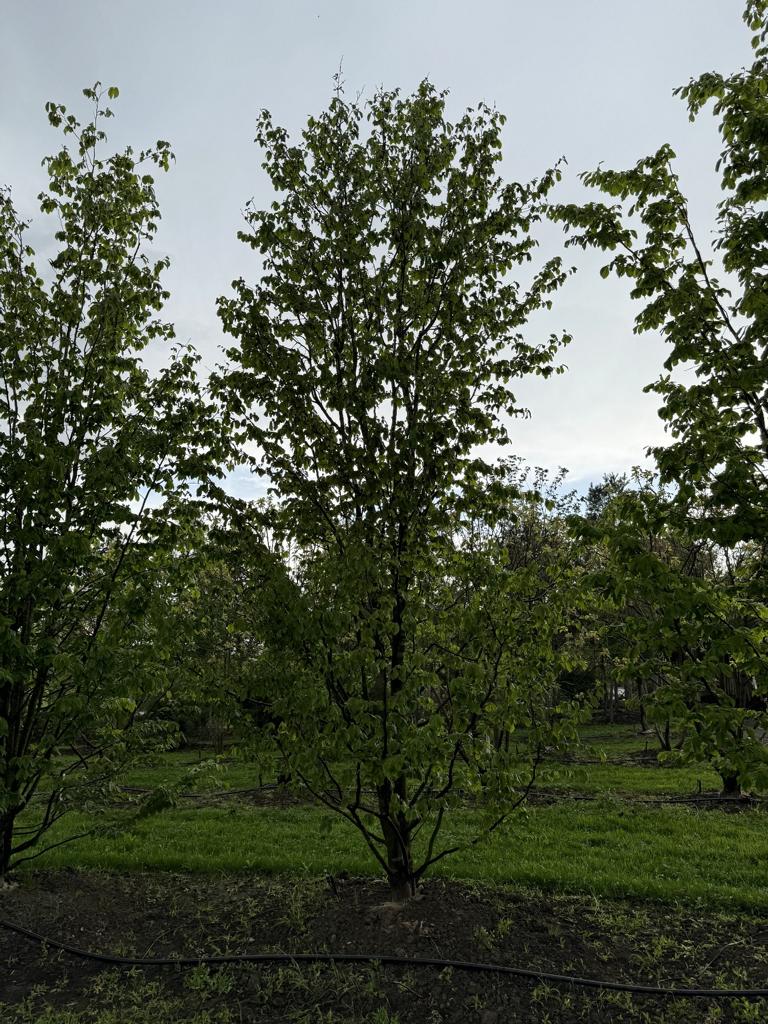 Parrotia persica 'Vanessa'