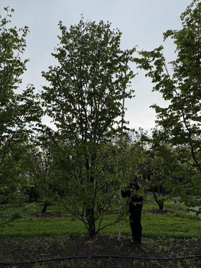Parrotia persica 'Vanessa'