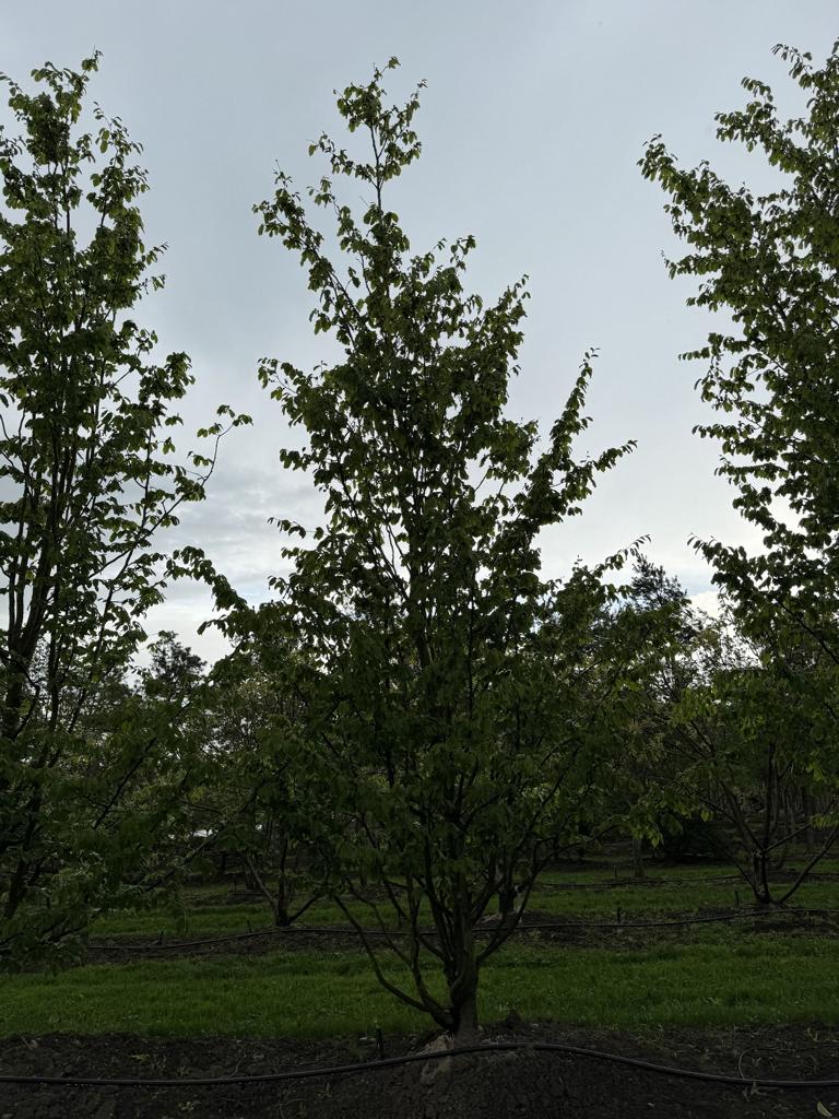 Parrotia persica 'Vanessa'