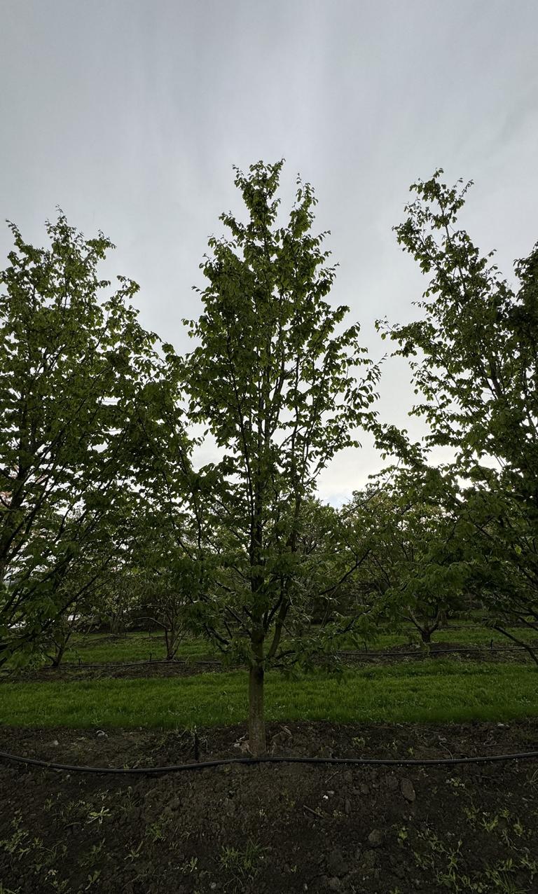 Parrotia persica 'Vanessa'