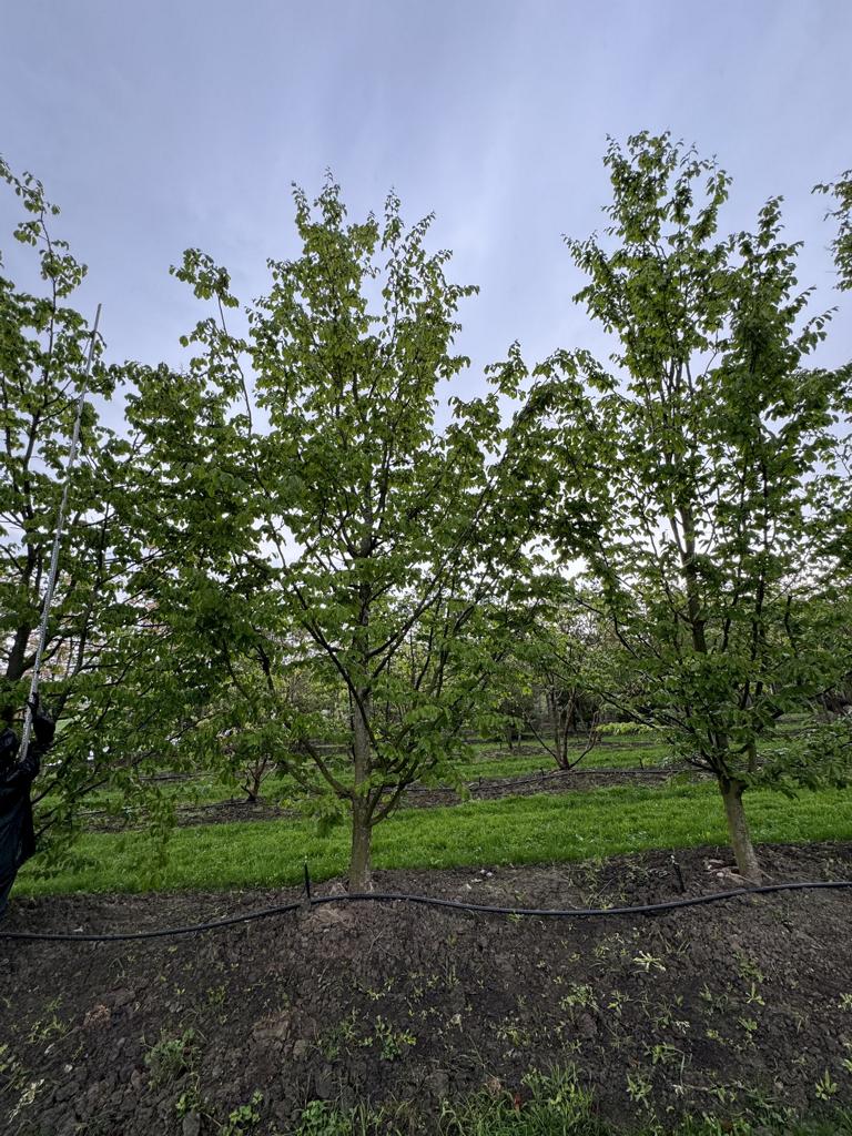 Parrotia persica 'Vanessa'