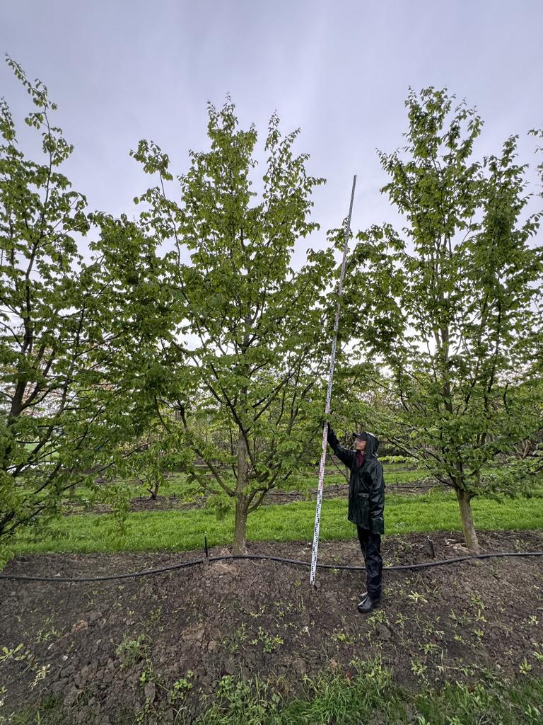 Parrotia persica 'Vanessa'