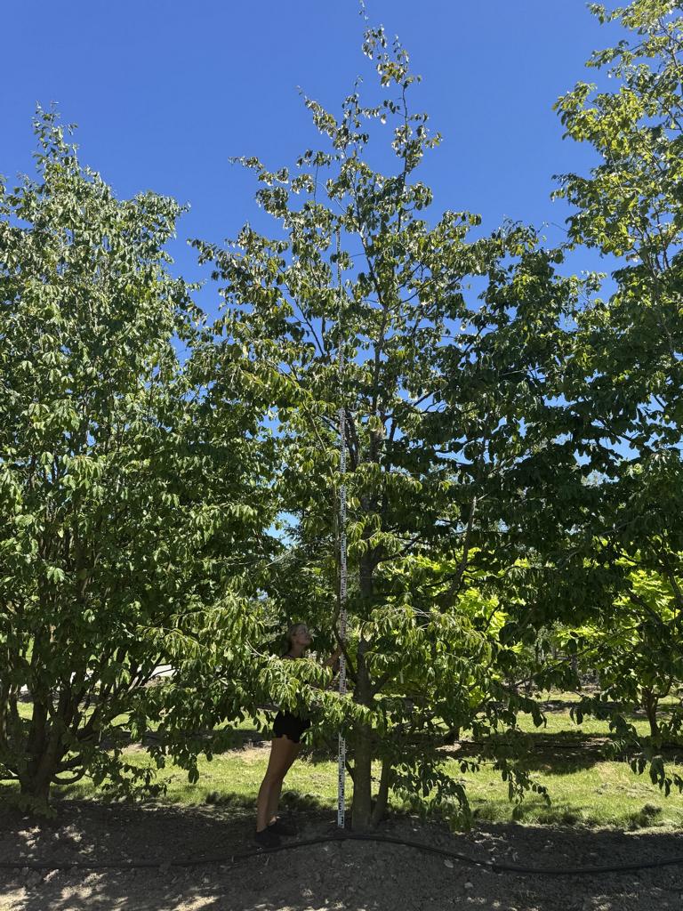 Parrotia persica 'Vanessa'