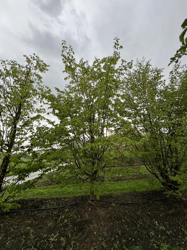 Parrotia persica