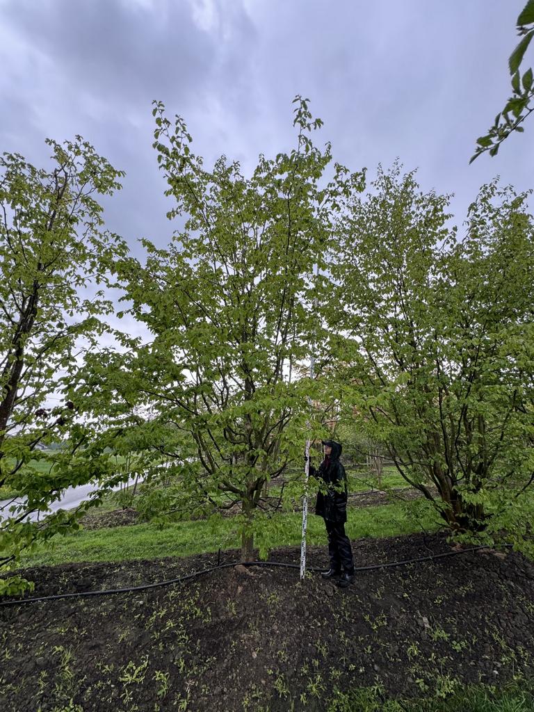 Parrotia persica