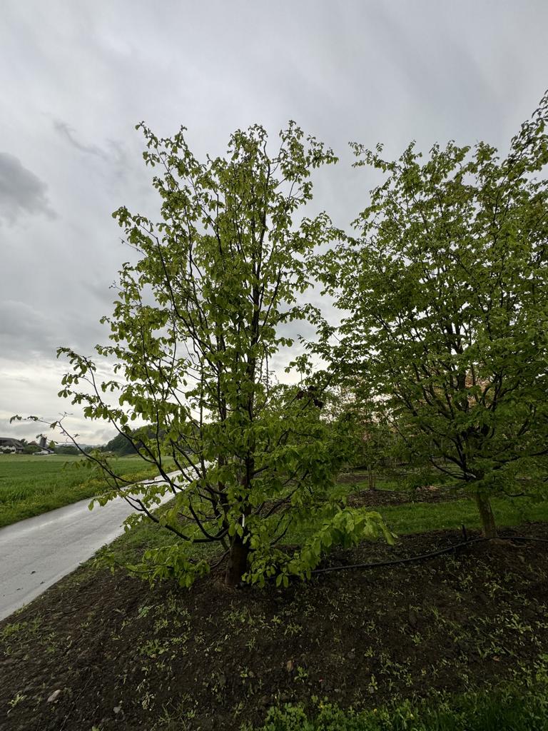Parrotia persica