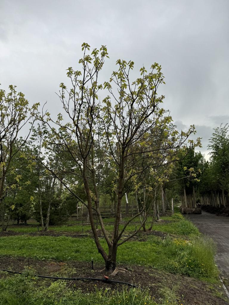 Catalpa bignonioides 'Aurea'
