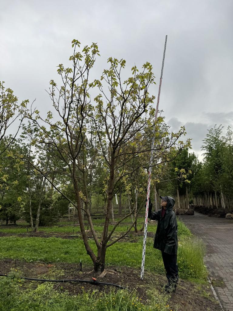 Catalpa bignonioides 'Aurea'
