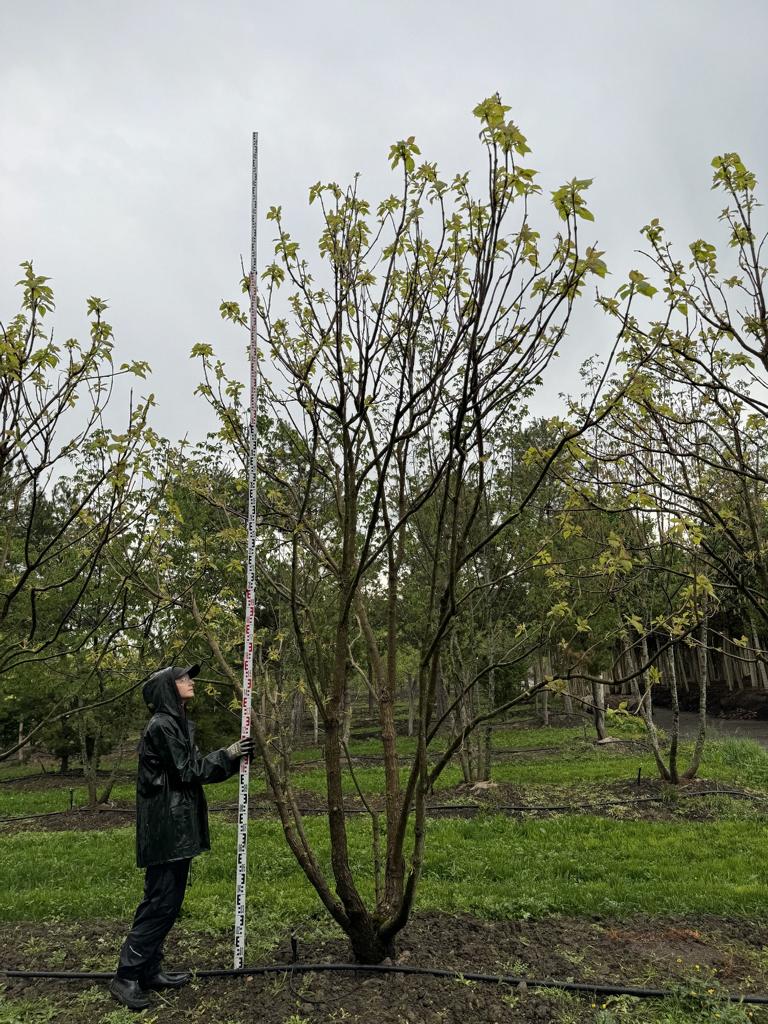 Catalpa bignonioides 'Aurea'