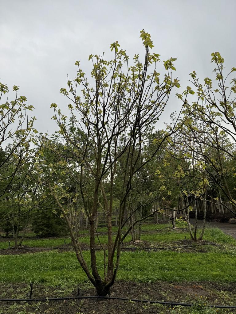 Catalpa bignonioides 'Aurea'
