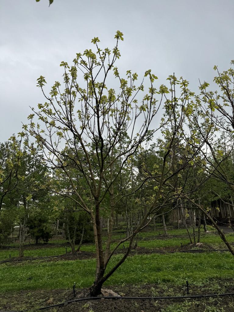 Catalpa bignonioides 'Aurea'