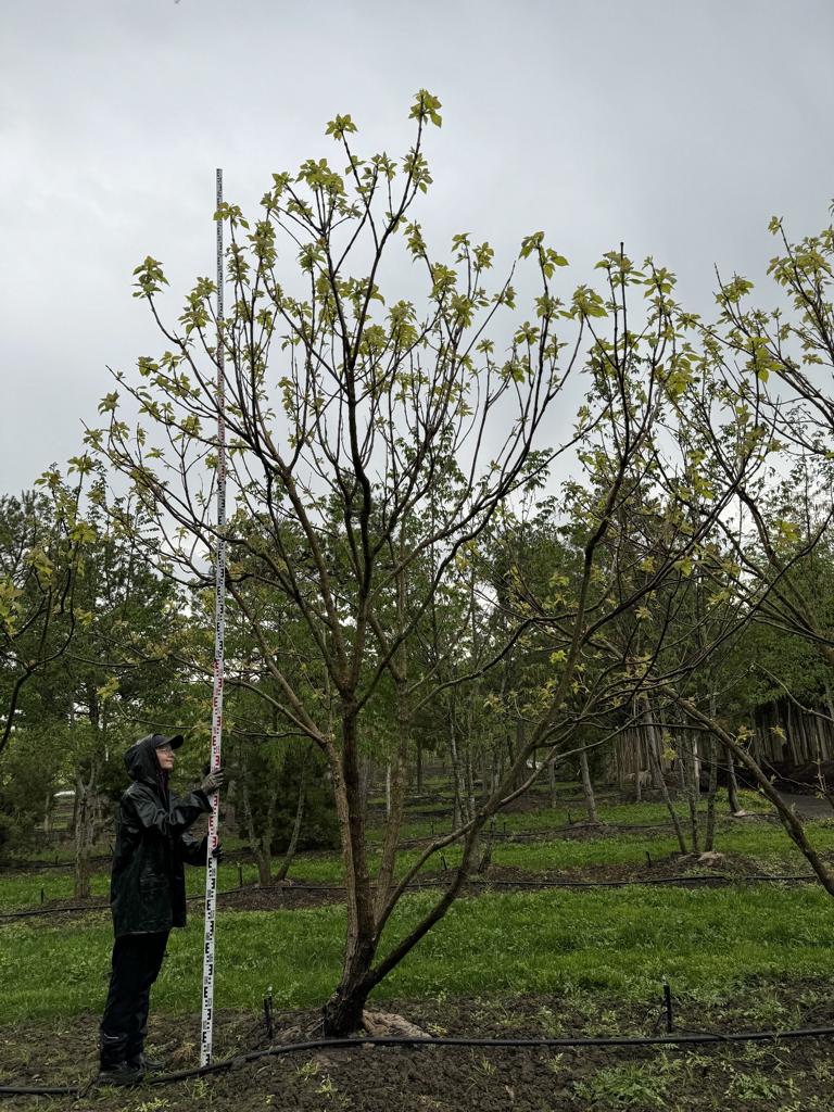 Catalpa bignonioides 'Aurea'
