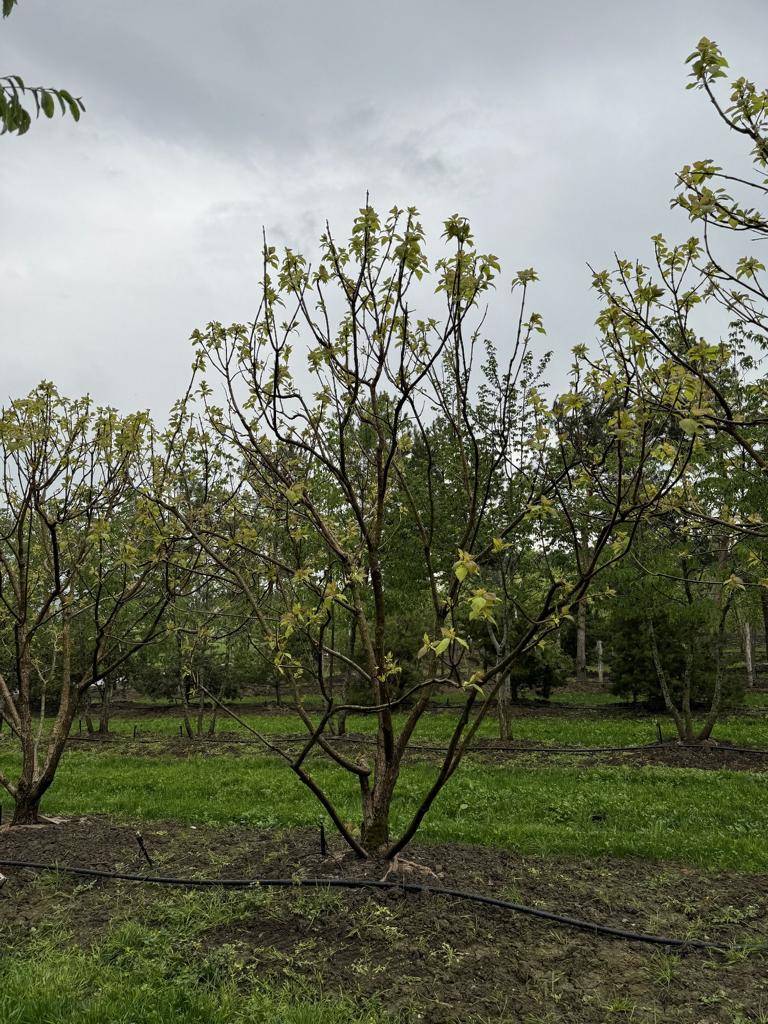 Catalpa bignonioides 'Aurea'