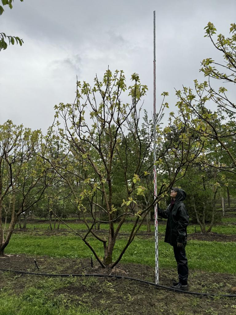 Catalpa bignonioides 'Aurea'