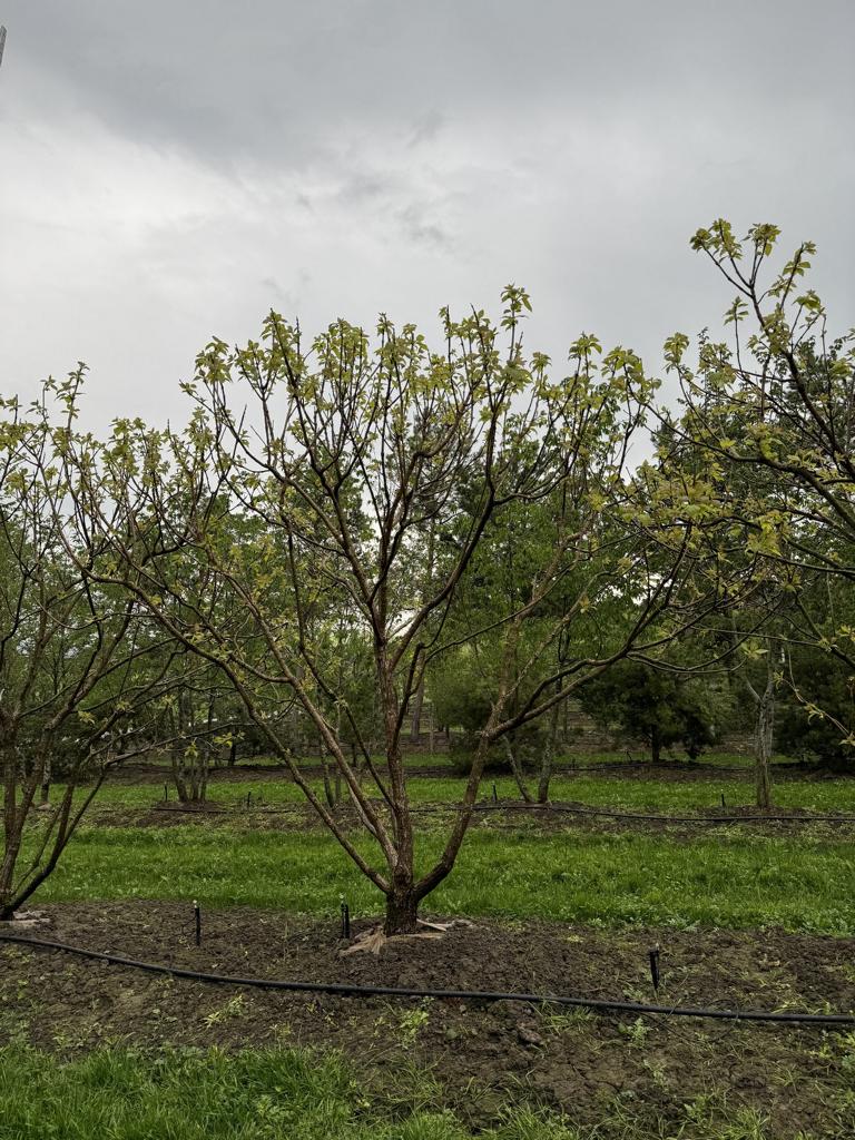 Catalpa bignonioides 'Aurea'