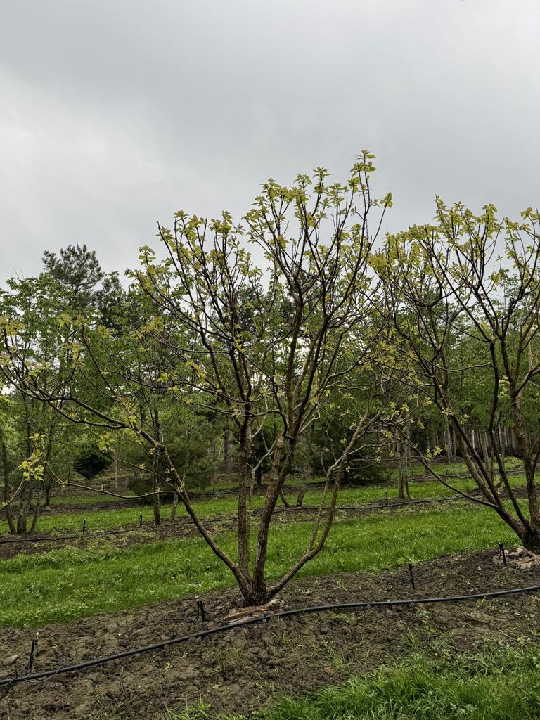 Catalpa bignonioides 'Aurea'