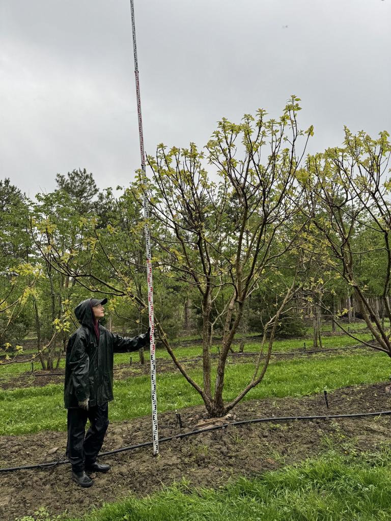 Catalpa bignonioides 'Aurea'