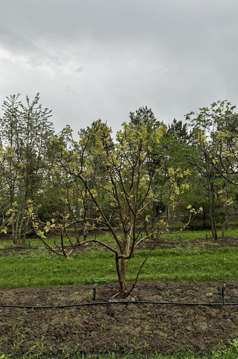 Catalpa bignonioides 'Aurea'