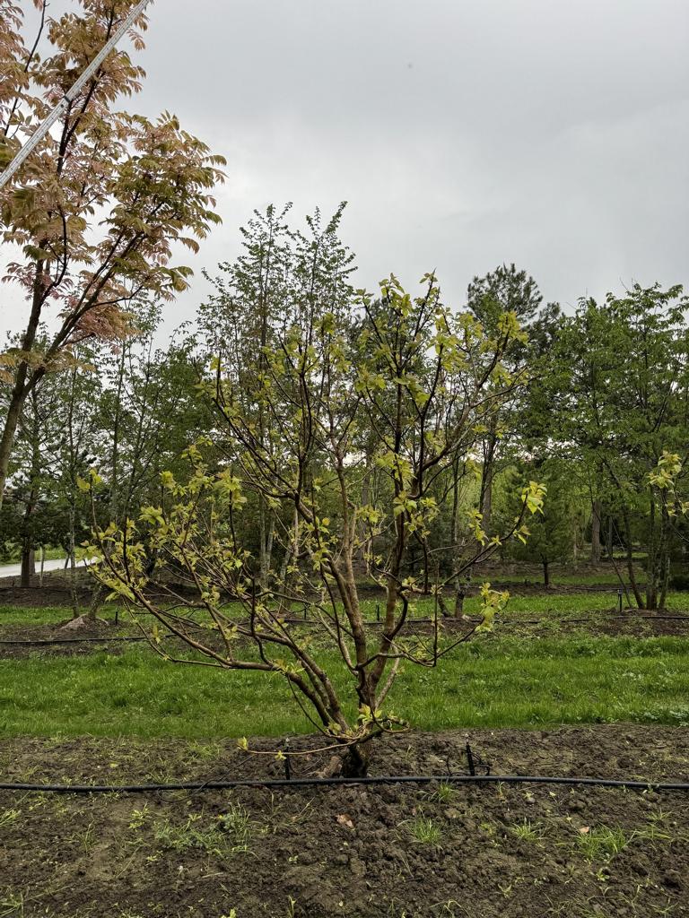 Catalpa bignonioides 'Aurea'