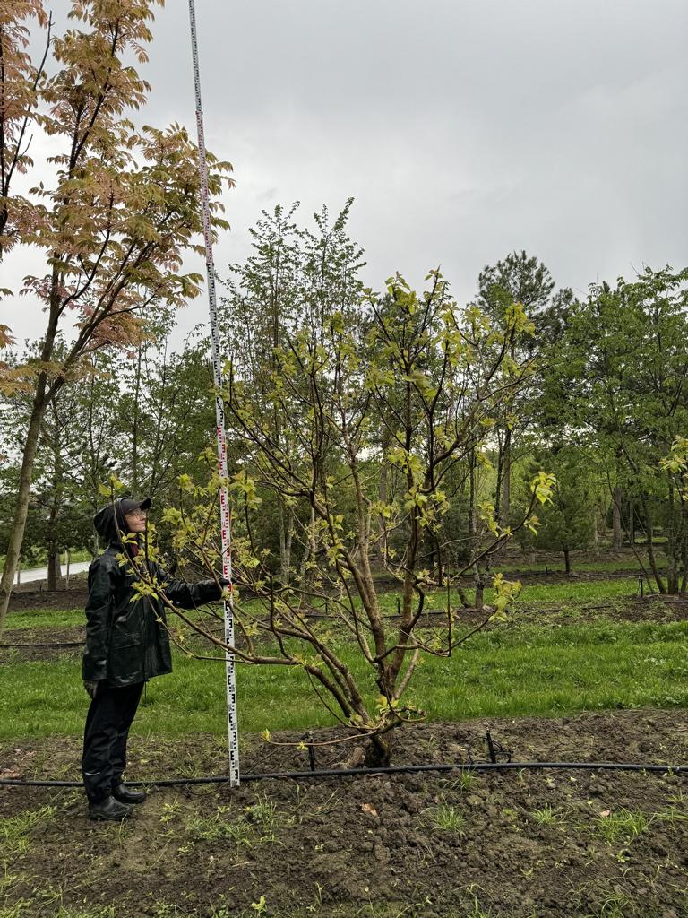 Catalpa bignonioides 'Aurea'