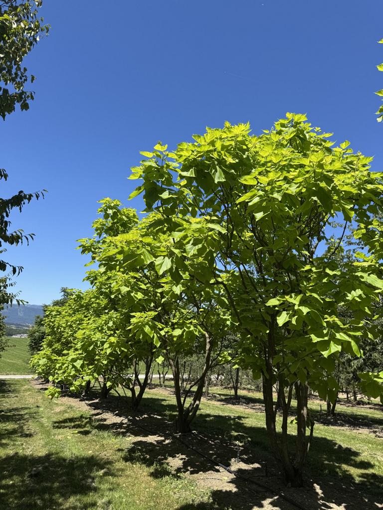 Catalpa bignonioides 'Aurea'