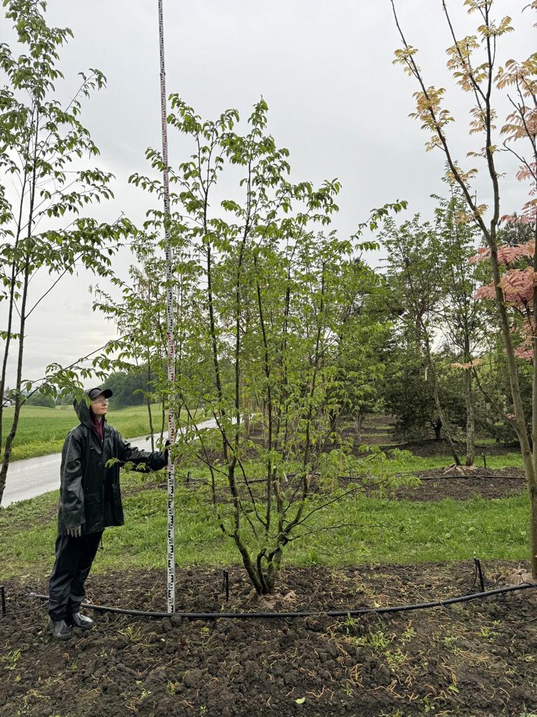 Ostrya carpinifolia