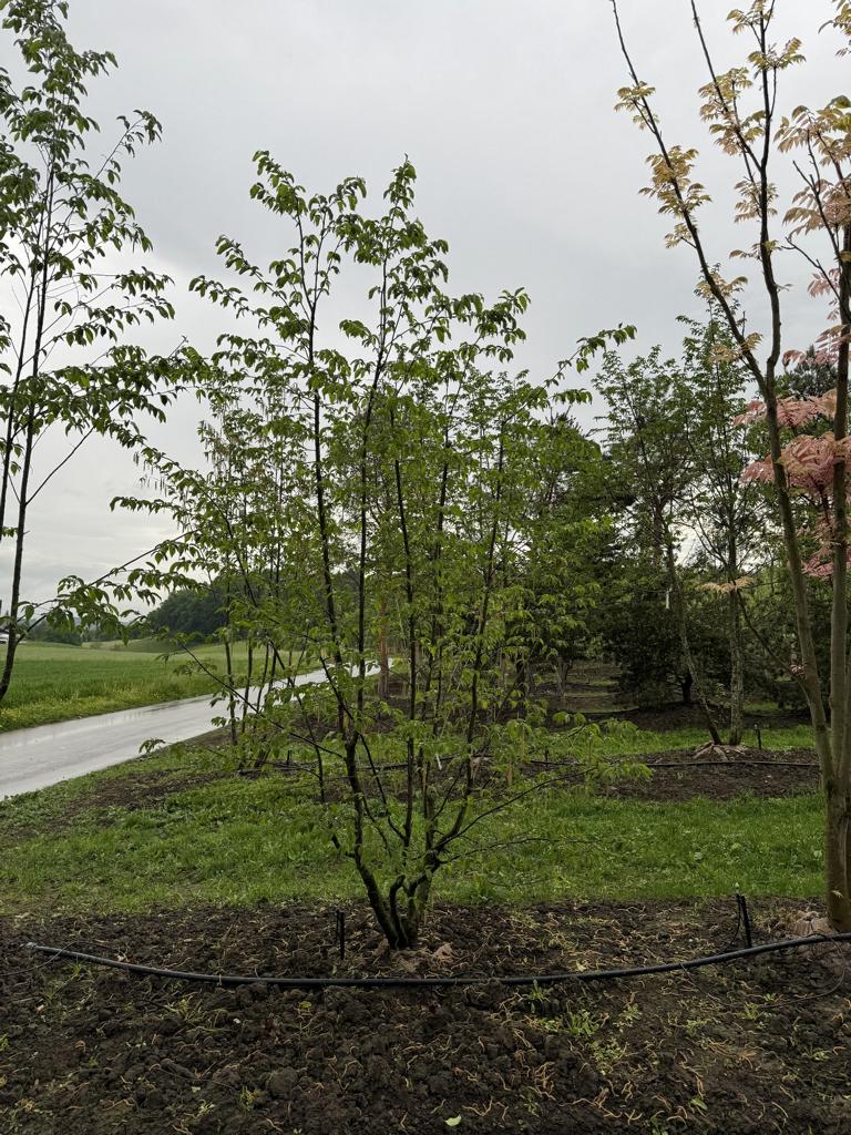 Ostrya carpinifolia