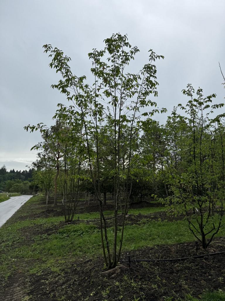 Ostrya carpinifolia