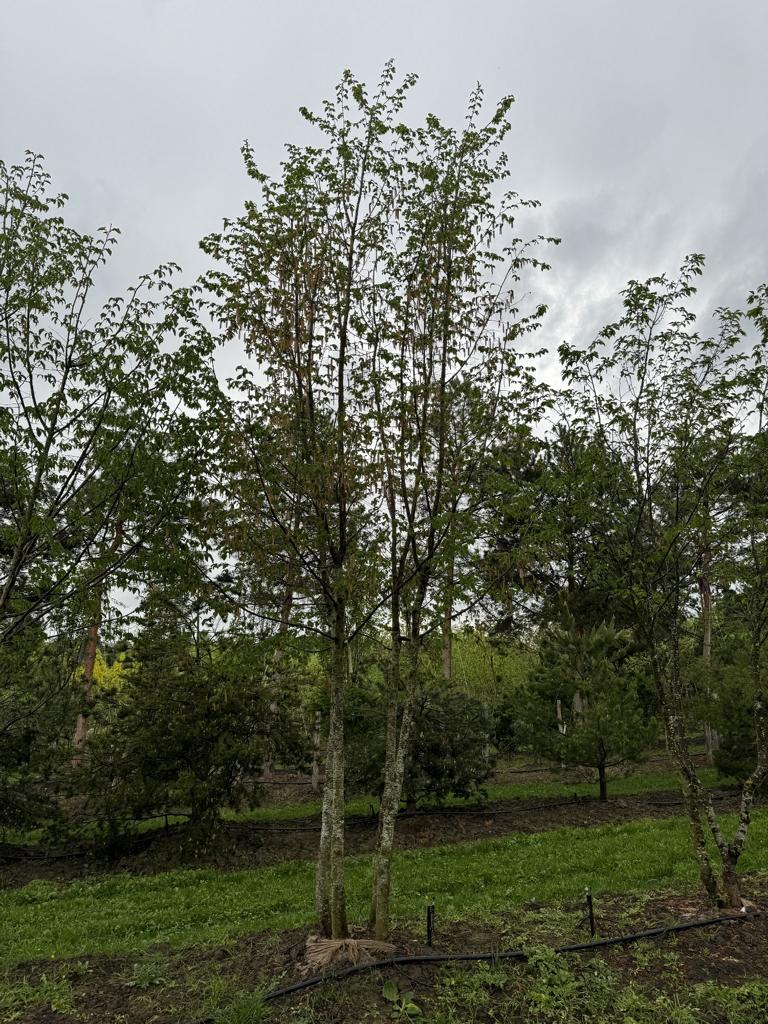 Ostrya carpinifolia