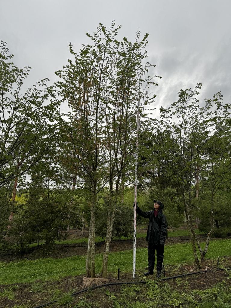 Ostrya carpinifolia