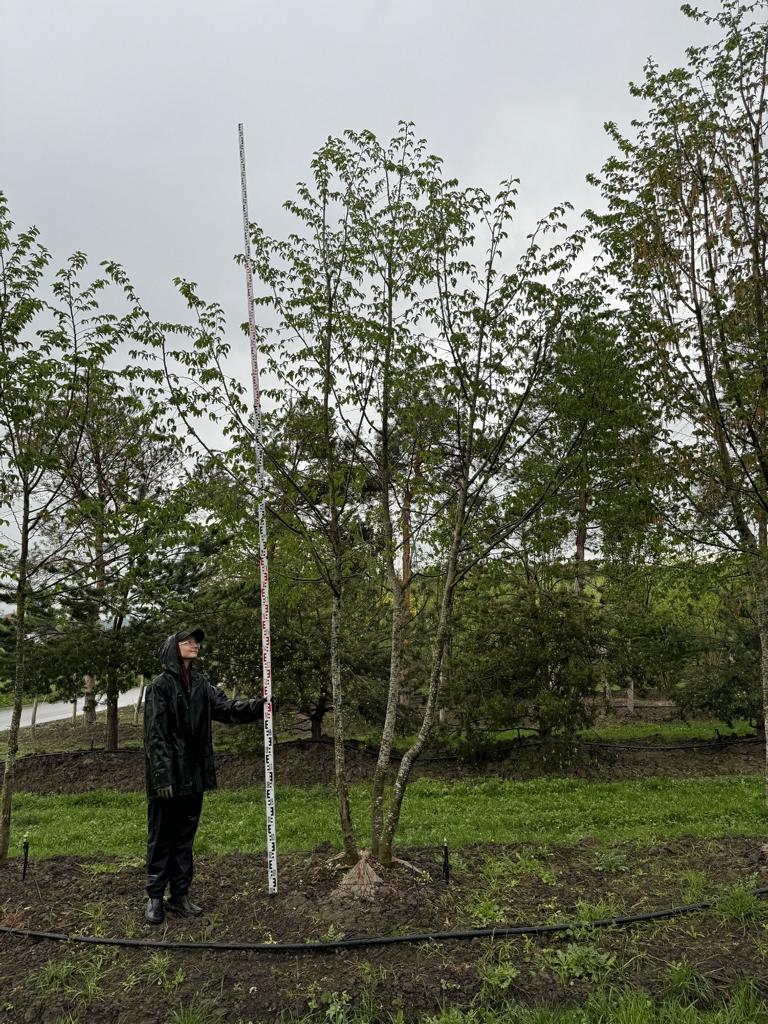 Ostrya carpinifolia