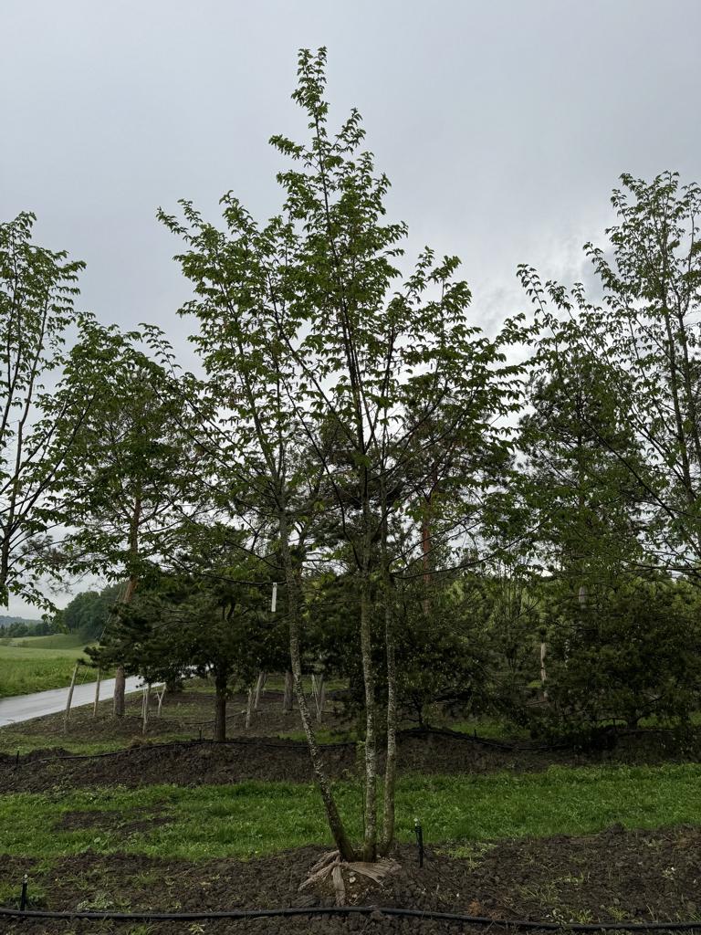 Ostrya carpinifolia