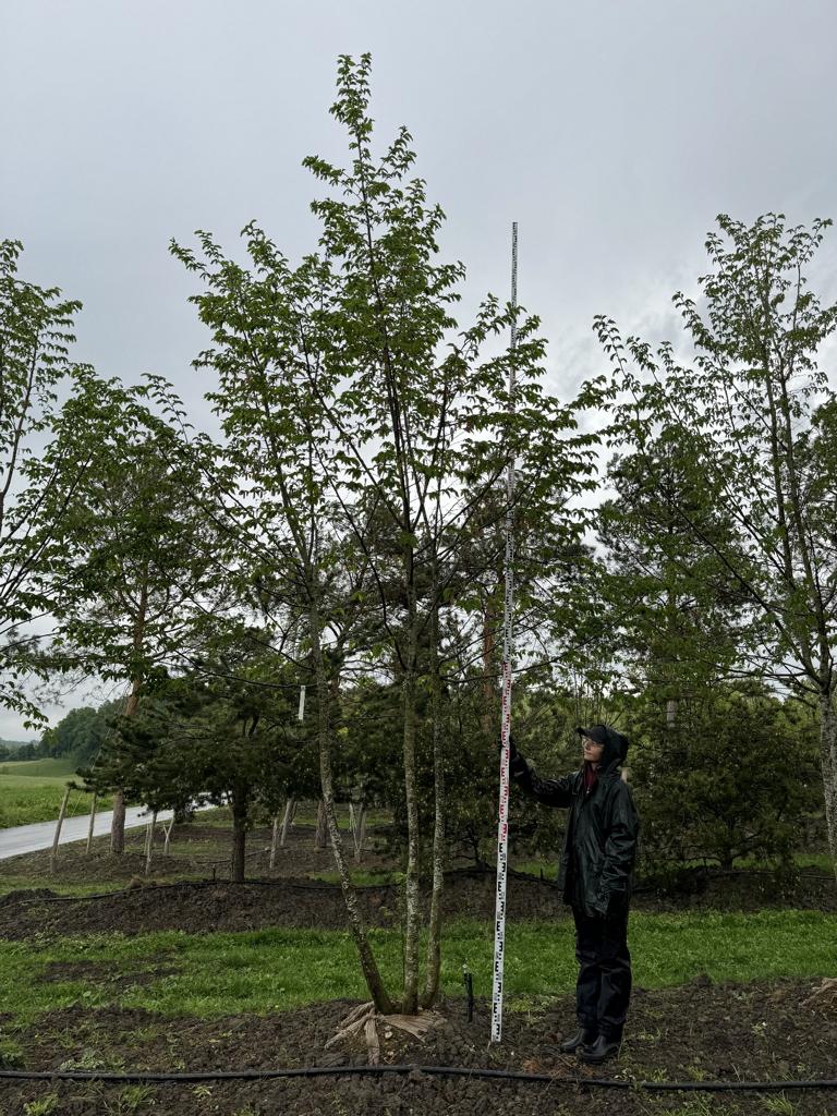 Ostrya carpinifolia