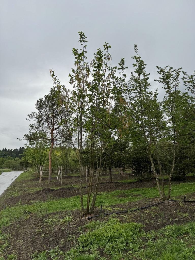 Ostrya carpinifolia